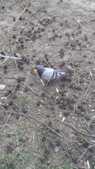 Columba livia domestica