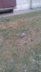 Columba livia domestica