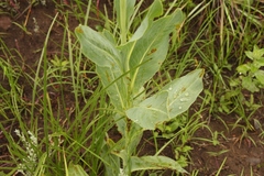 Senecio isatideus