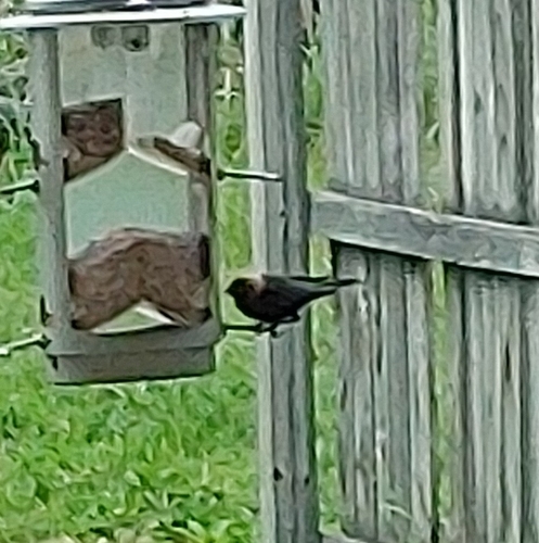 Brown-headed Cowbird