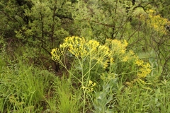 Senecio isatideus
