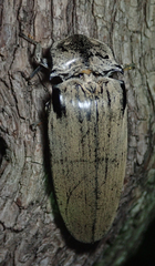 Tetralobus flabellicornis