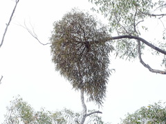 Amyema pendula