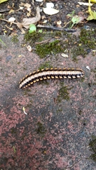 Nyssodesmus python