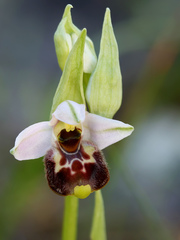 Anna's Bee Orchid (Ophrys annae)