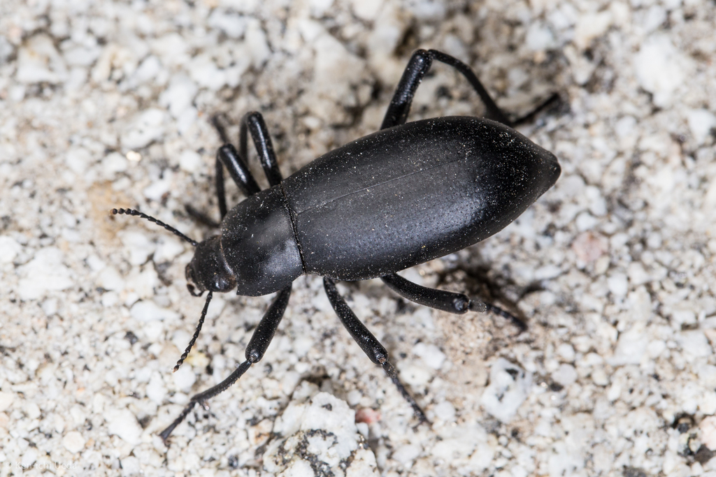 Eleodes subcylindrica