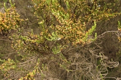 Erica caffrorum