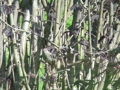 Phoenicurus ochruros