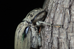 Tetralobus flabellicornis