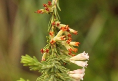 Erica caffrorum