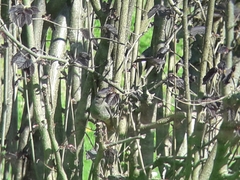 Phoenicurus ochruros