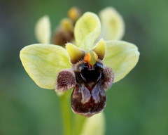 (c) Daniel Ghyselinck, some rights reserved (CC BY) Ophrys bombyliflora, photograph (c) Daniel Ghyselinck, some rights reserved (CC BY)
