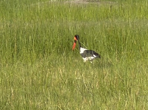 iNaturalist image