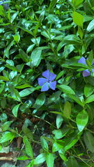 Vinca minor