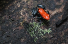 Ranitomeya reticulata