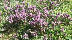 Lamium purpureum