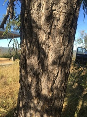 Acacia fasciculifera