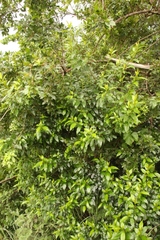 Rhamnus prinoides