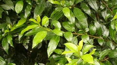Rhamnus prinoides