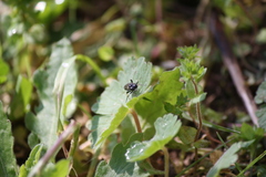 Macrophya alboannulata