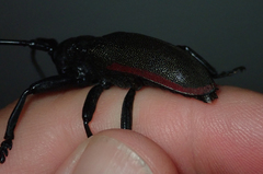 Ceroplesis ferrugator