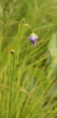 Wahlenbergia cuspidata