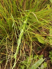 Wahlenbergia cuspidata