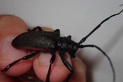 Ceroplesis ferrugator