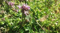 Lamium purpureum