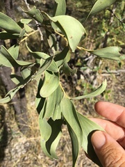 Acacia rhodoxylon