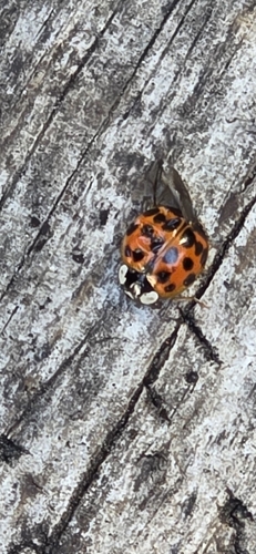 Asian Lady Beetle photographed in South Carolina