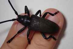 Ceroplesis ferrugator