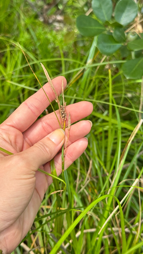Carex wahuensis observed 2026-05-13