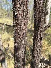 Acacia rhodoxylon