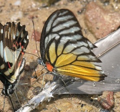Prioneris clemanthe