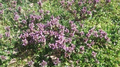 Lamium purpureum
