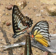 Prioneris clemanthe