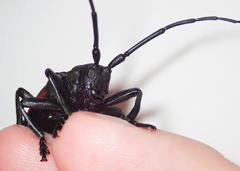 Ceroplesis ferrugator