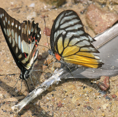 Prioneris clemanthe