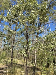 Acacia rhodoxylon