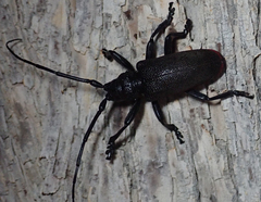 Ceroplesis ferrugator