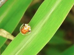 Aspidimorpha furcata