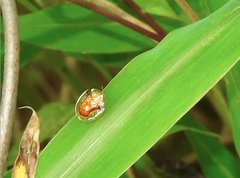Aspidimorpha furcata