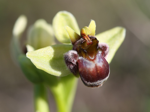 Ophrys bombyliflora, photograph 2