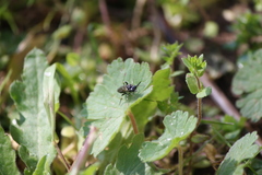 Macrophya alboannulata