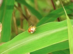 Aspidimorpha furcata