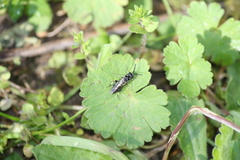 Macrophya alboannulata