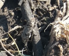 Bothynoderes affinis