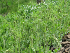 Papaver dubium stevenianum