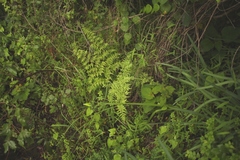 Cheilanthes quadripinnata